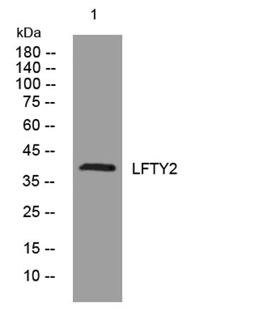 LFTY2 rabbit pAb