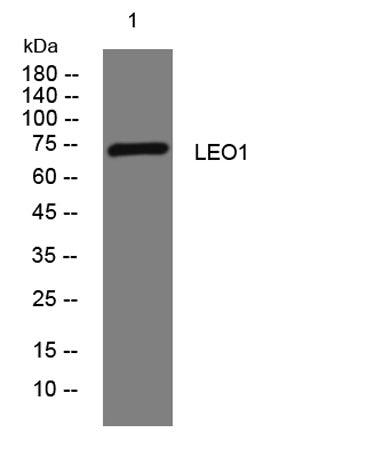 LEO1 rabbit pAb