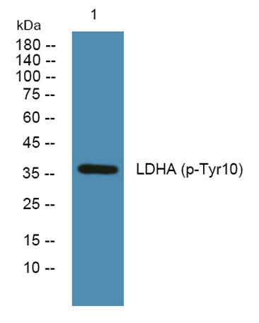 LDHA (phospho-Tyr10) rabbit pAb