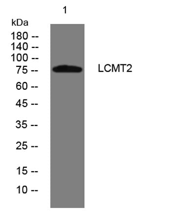 LCMT2 rabbit pAb