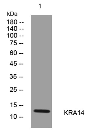 KRA14 rabbit pAb