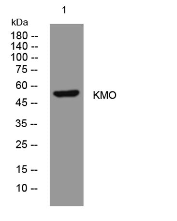 KMO rabbit pAb