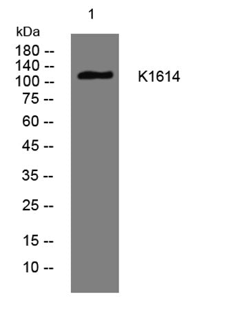 K1614 rabbit pAb