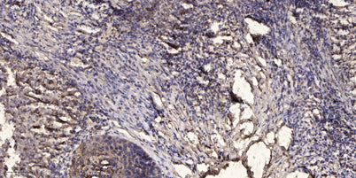Jak2 (phospho-Tyr1008)  rabbit pAb