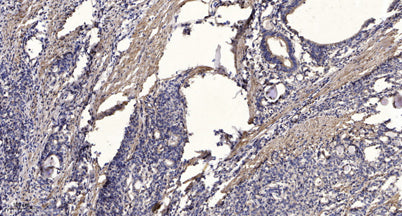 Jak1(phospho-Tyr1034/1035)  rabbit pAb