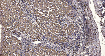 IRS-1 (phospho-Ser318)  rabbit pAb