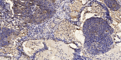 IRF-7 (phospho-Ser477)  rabbit pAb