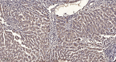 IP3 Receptor (phospho-Ser1756)  rabbit pAb