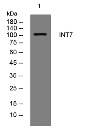 INT7 rabbit pAb