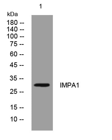 IMPA1 rabbit pAb