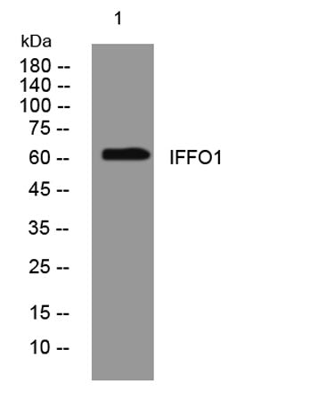 IFFO1 rabbit pAb