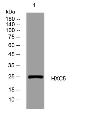 HXC5 rabbit pAb