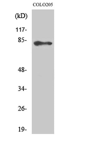 ABCB10 rabbit pAb