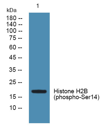 Histone H2B (phospho-Ser14)  rabbit pAb