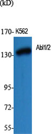 Abl1/2 rabbit pAb