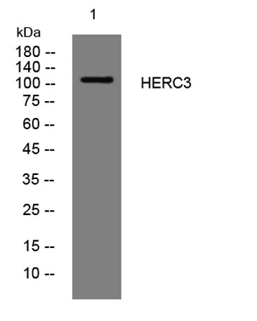 HERC3 rabbit pAb