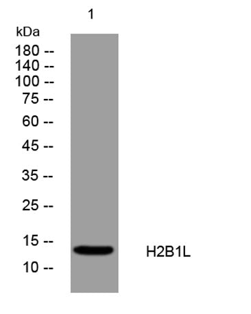 H2B1L rabbit pAb