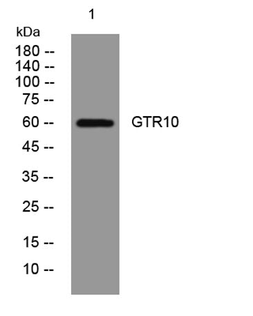 GTR10 rabbit pAb