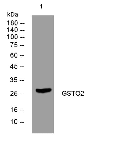 GSTO2 rabbit pAb