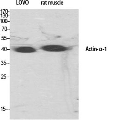 Actin α1 rabbit pAb