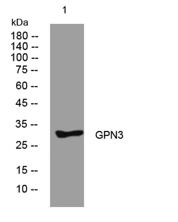 GPN3 rabbit pAb
