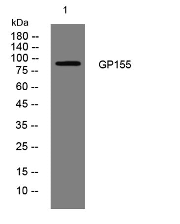 GP155 rabbit pAb