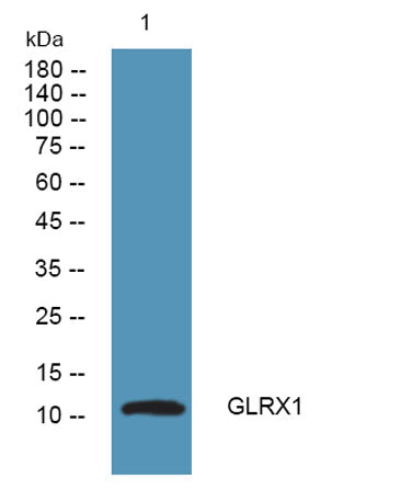 Glutaredoxin-1  Rabbit pAb