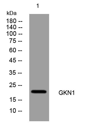 GKN1 rabbit pAb
