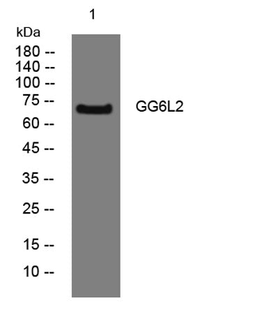 GG6L2 rabbit pAb