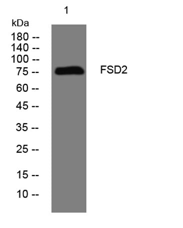 FSD2 rabbit pAb