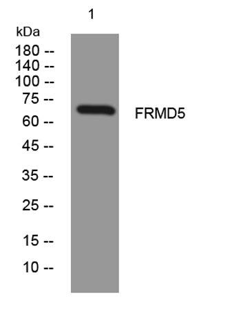 FRMD5 rabbit pAb