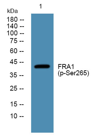 FRA1 (phospho-Ser265)  rabbit pAb