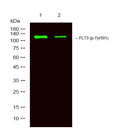 FLT3 (phospho-Tyr591)  rabbit pAb