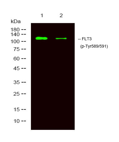 FLT3 (phospho-Tyr589/591)  rabbit pAb