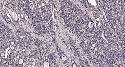 FKBP1A/B  rabbit pAb