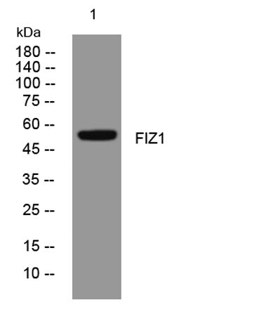 FIZ1 rabbit pAb
