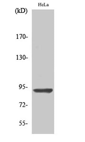 AMPD2 rabbit pAb