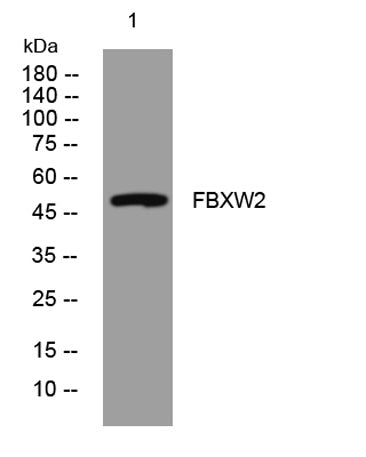 FBXW2 rabbit pAb