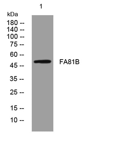 FA81B rabbit pAb