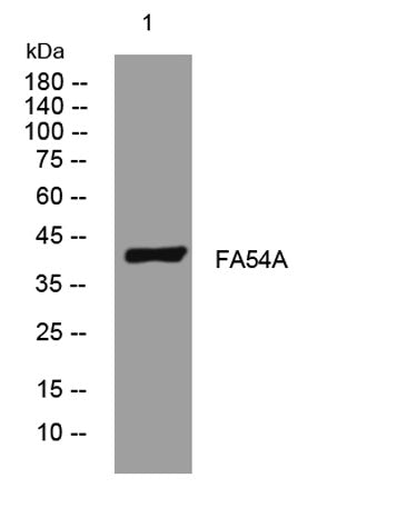 FA54A rabbit pAb