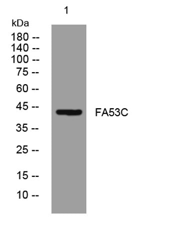 FA53C rabbit pAb