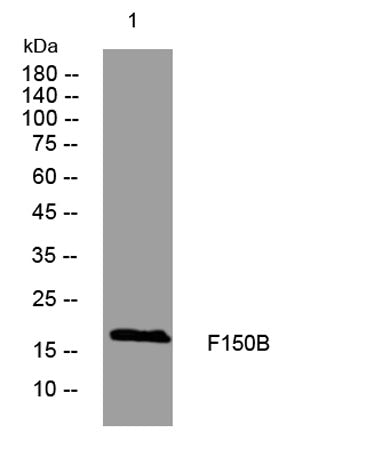F150B rabbit pAb