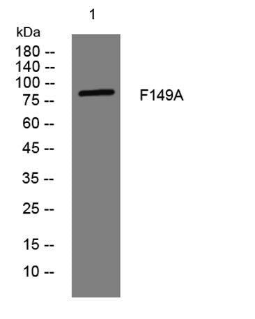 F149A rabbit pAb