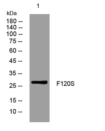 F120S rabbit pAb