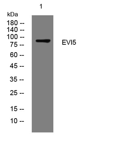 EVI5 rabbit pAb