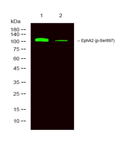 EphA2 (phospho-Ser897)  rabbit pAb