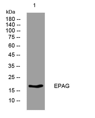 EPAG rabbit pAb