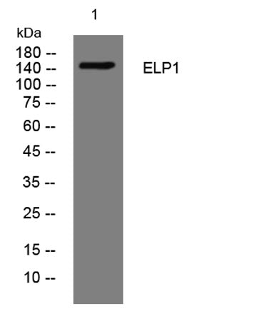 ELP1 rabbit pAb