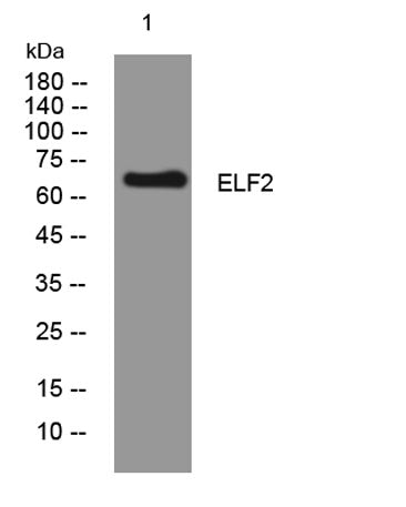 ELF2 rabbit pAb