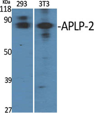 APLP-2 rabbit pAb